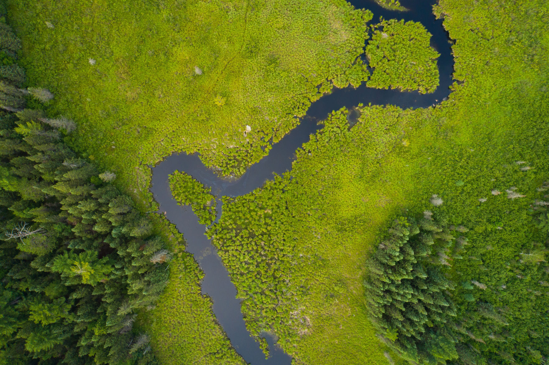 Pelican River Forest
